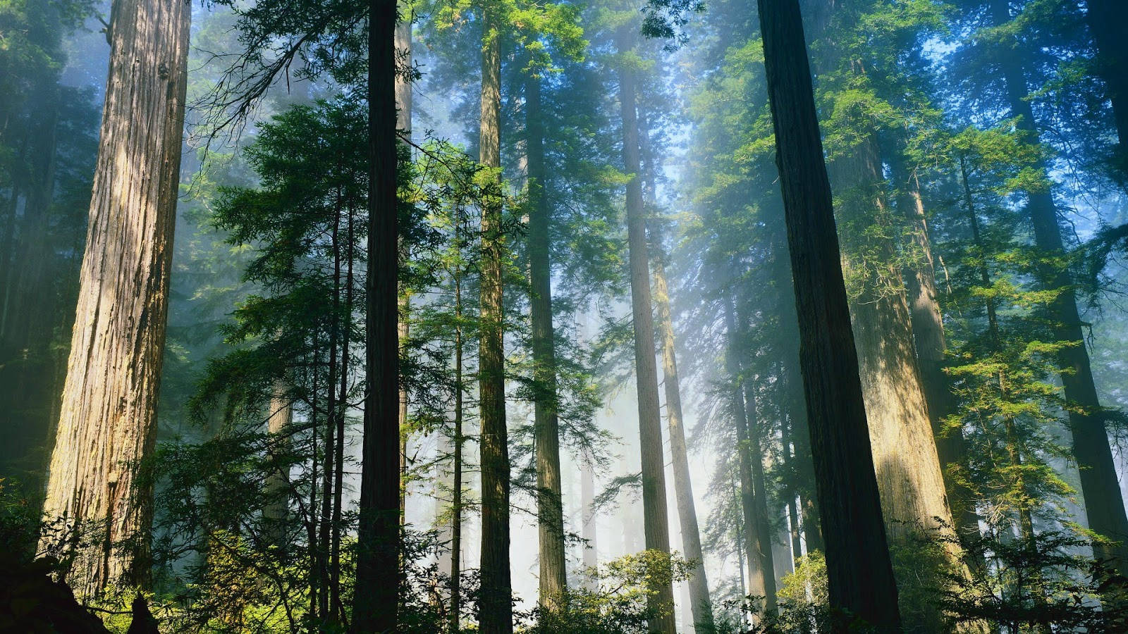 fog-filled woodland, morning glory, sunlight, HD Desktop Wallpaper