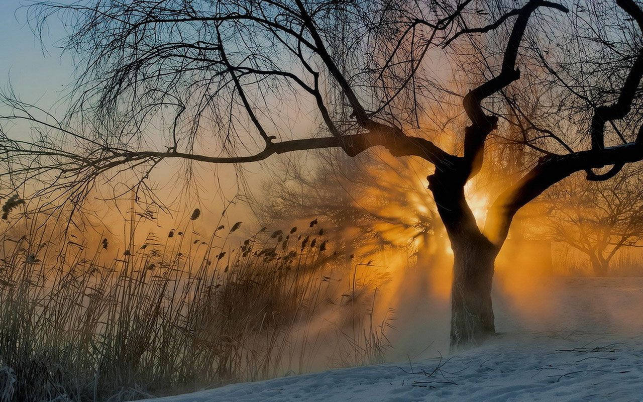 forest area, morning glory, snow-covered tree, HD Desktop Wallpaper