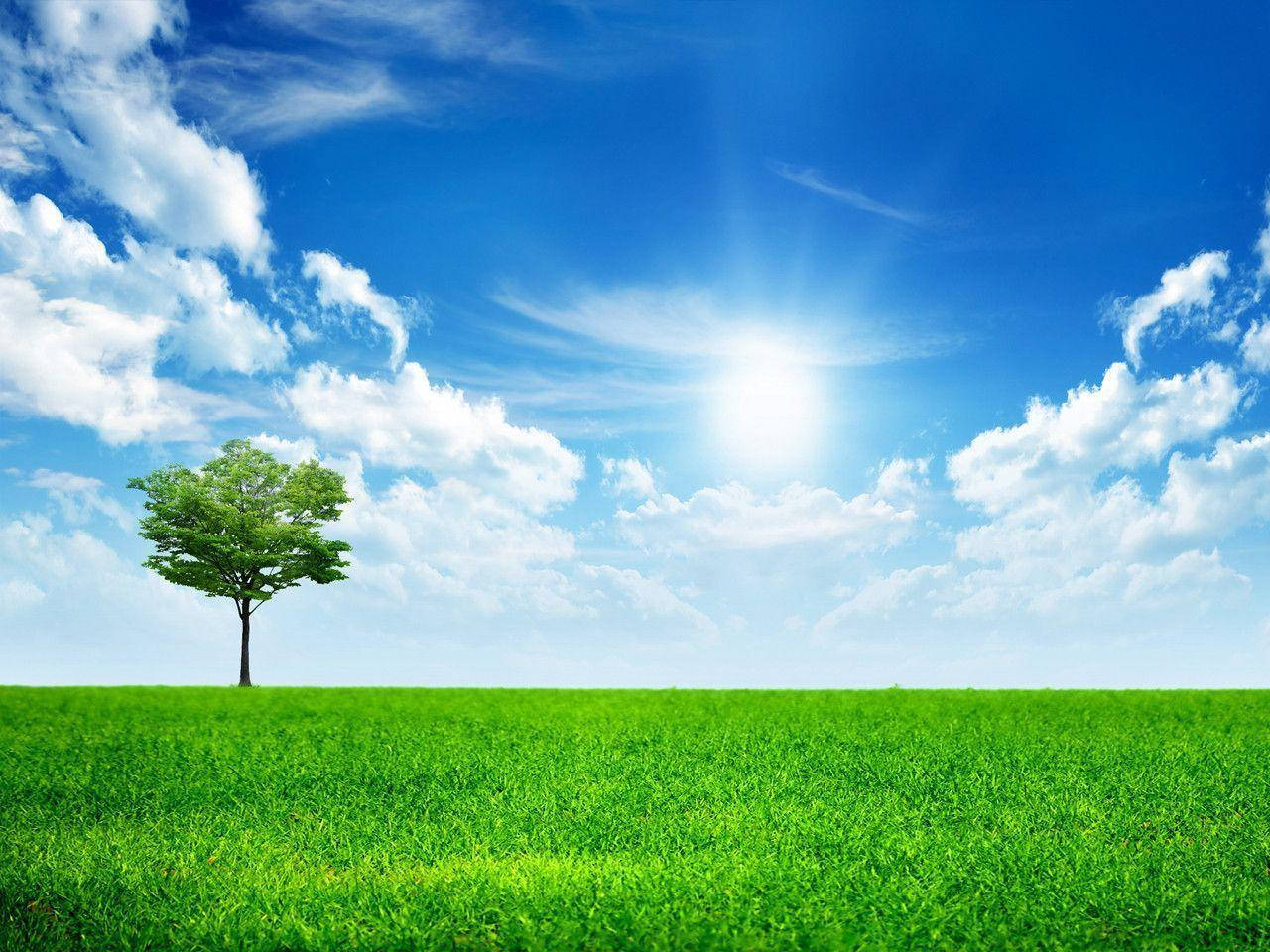 Blue Sky One, Morning Glory, green tree, HD Desktop Wallpaper