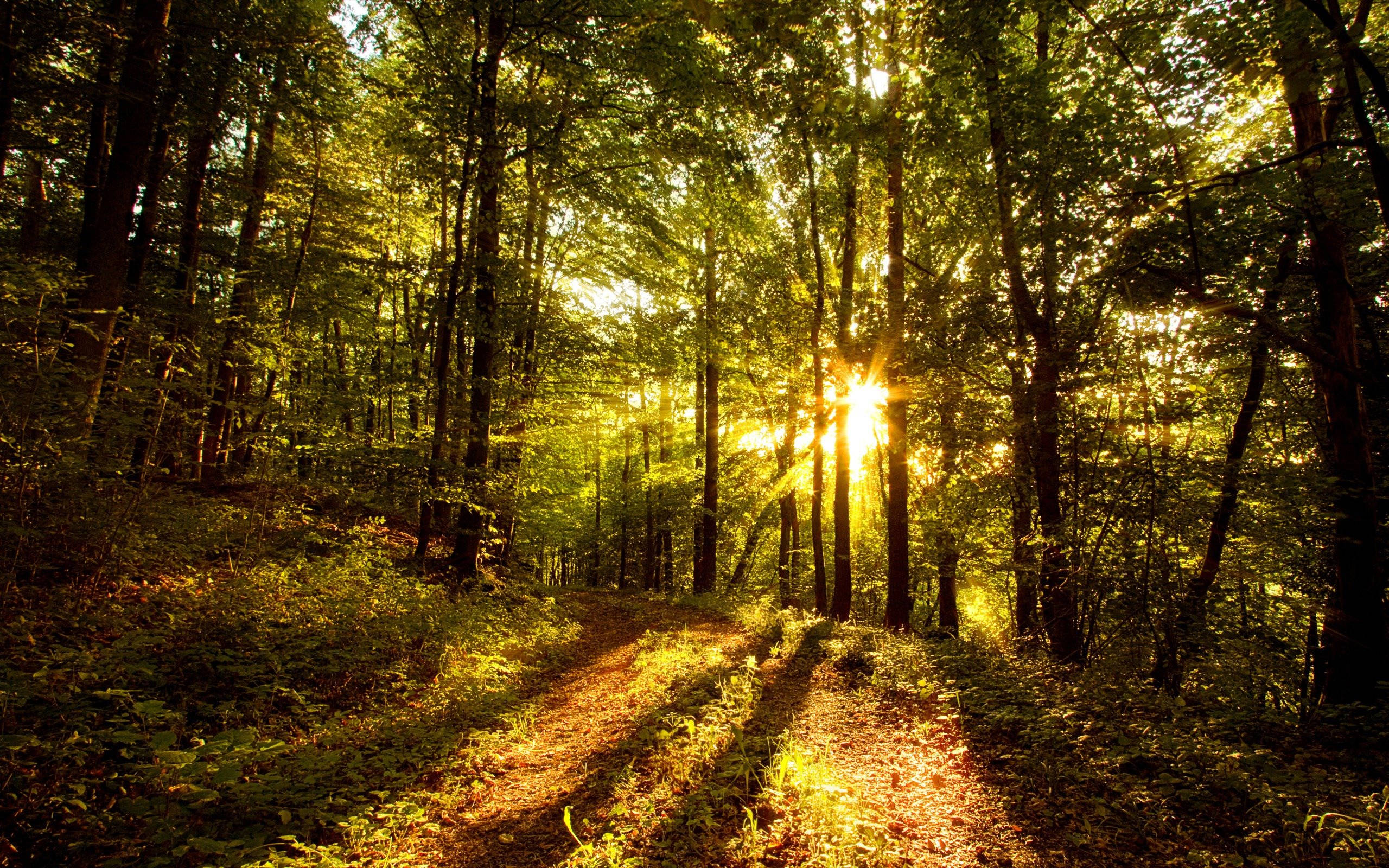 Morning Glory, dirt path, dense forest canopy, 2K Desktop Wallpaper