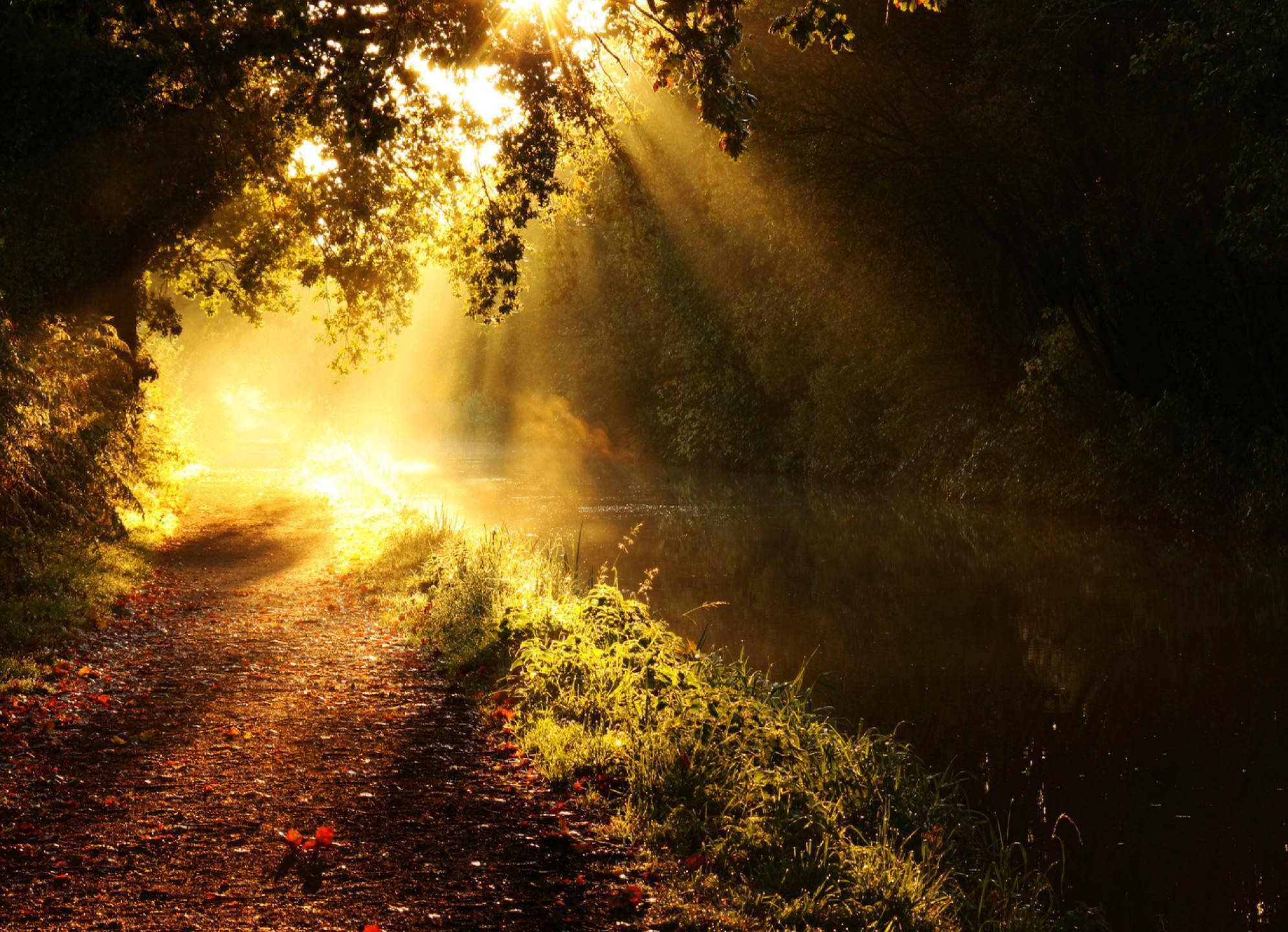 Morning glory, peaceful forest, golden sunlight, Full HD Desktop Wallpaper