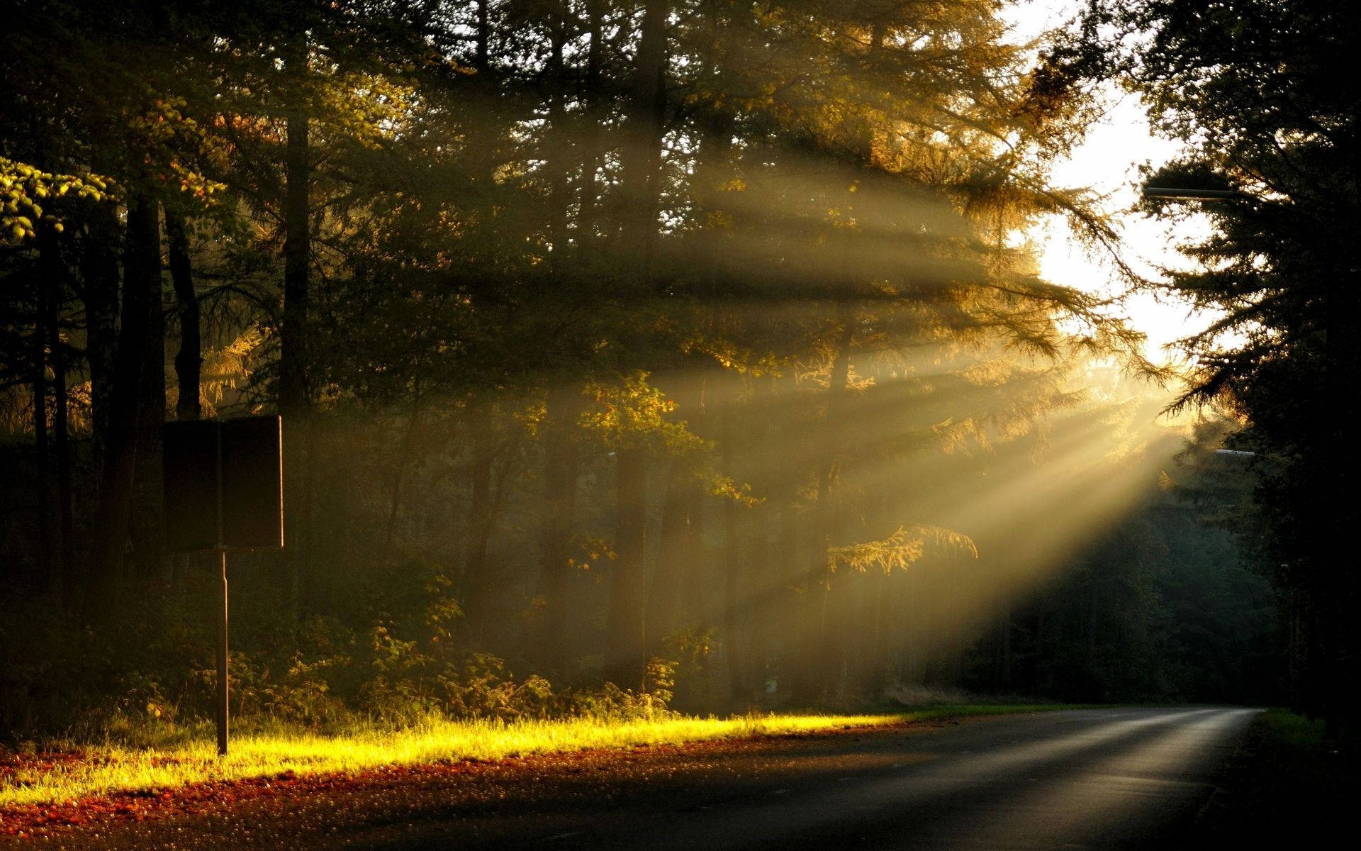 Morning Glory, man-made forest, golden sunlight, Full HD Desktop Wallpaper