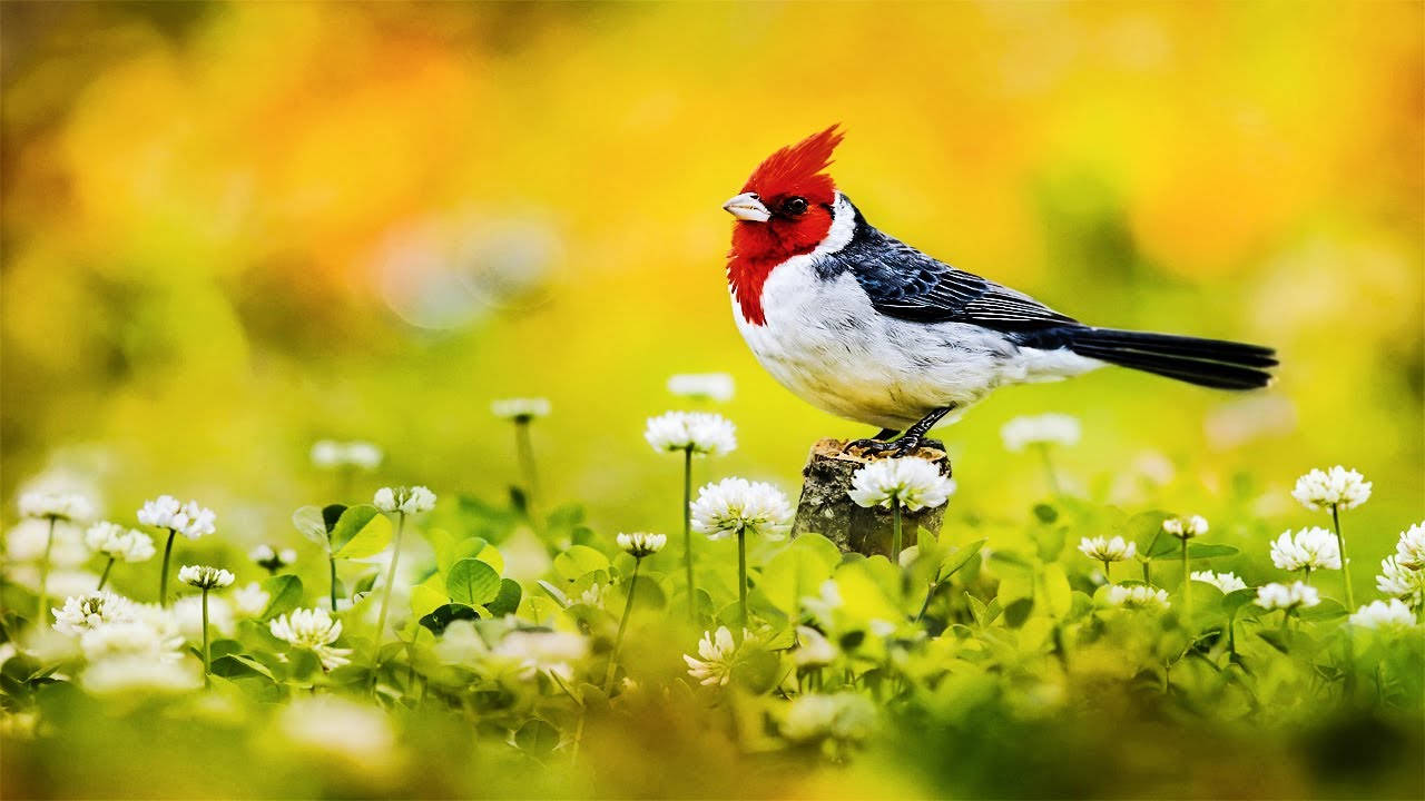 cute bird, white pansy, morning glory, HD Desktop Wallpaper