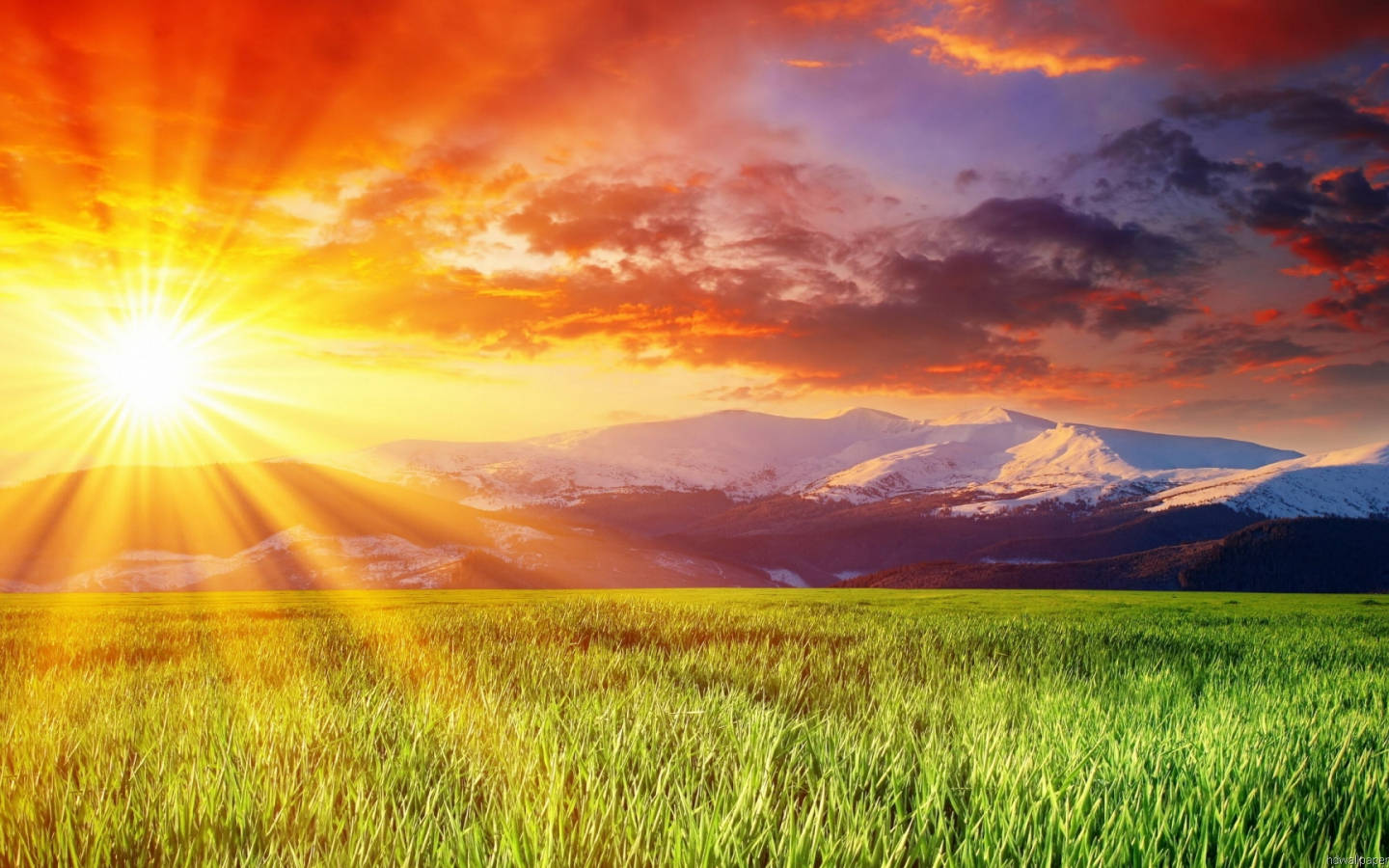 Morning Glory, fiery orange and purple sky, vibrant green field, HD Desktop Wallpaper