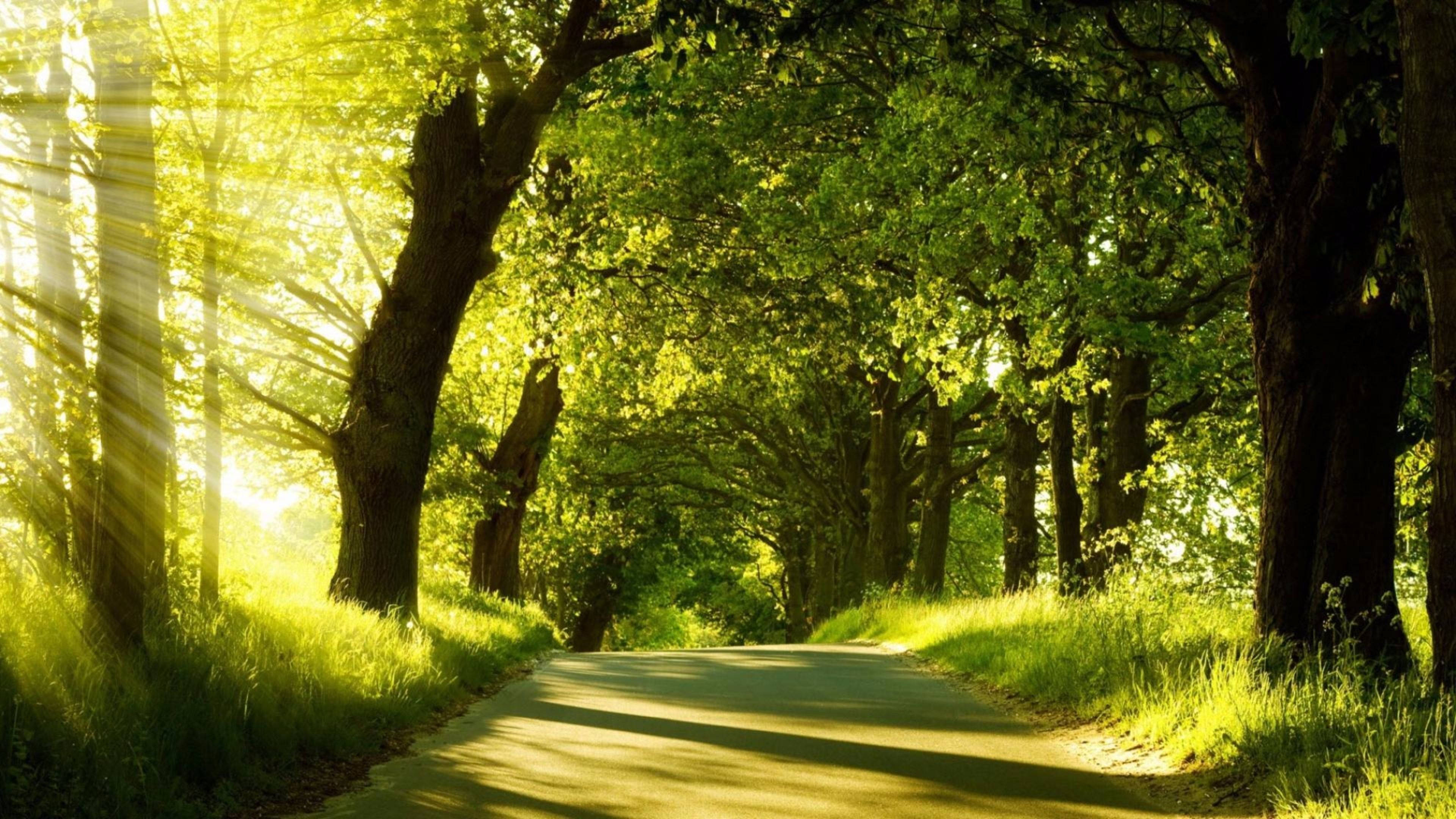 Morning Glory, green path, lush green trees, 4K Desktop Wallpaper