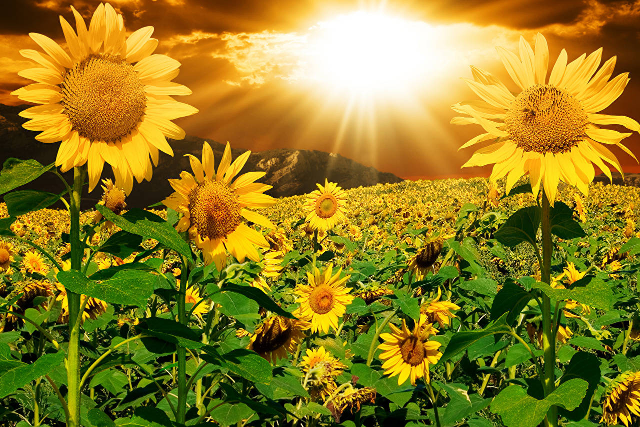 sunflowers, sunburst, golden field, HD Desktop Wallpaper