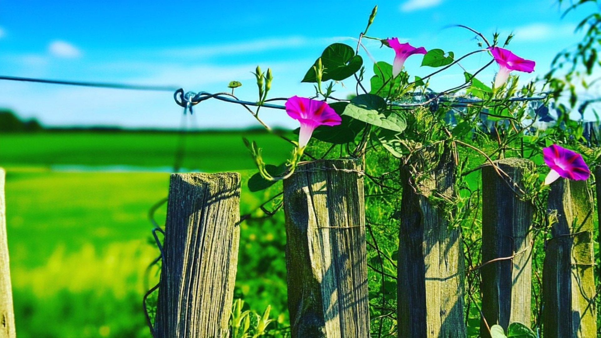 rustic fence, morning glory, pink, Full HD Desktop Wallpaper