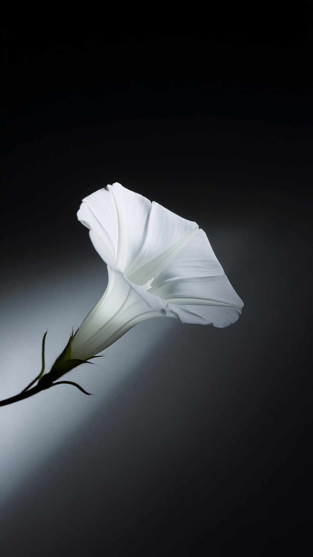 white morning glory, dark gradient background, soft spotlighting, Full HD Phone Wallpaper