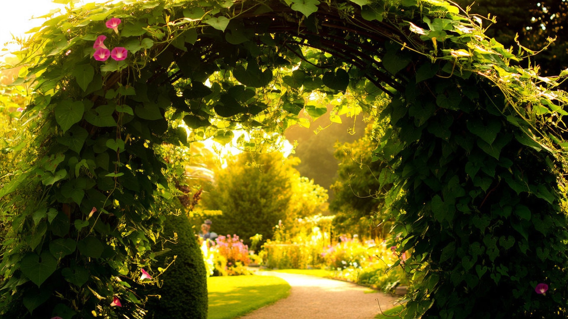 garden arch, morning glory, pink morning glory flowers, Full HD Desktop Wallpaper