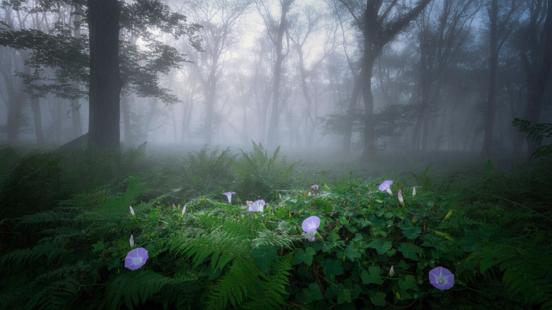 Misty Forest, Morning glory, Purple morning glory flowers, Full HD Desktop Wallpaper