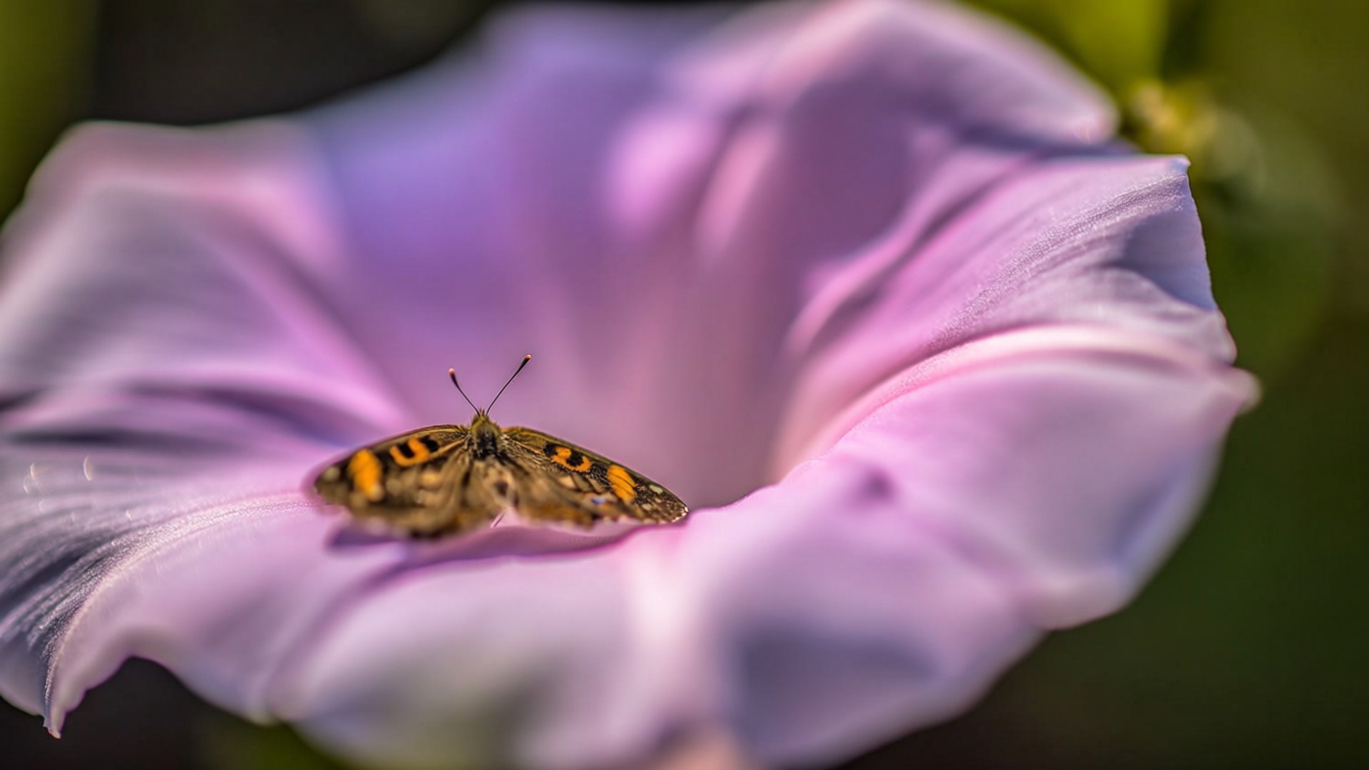butterfly, orange and black butterfly, lavender petal, Full HD Desktop Wallpaper