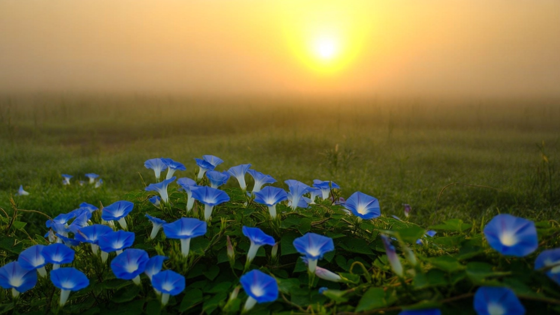 sunrise field, morning glory, vibrant blue, Full HD Desktop Wallpaper