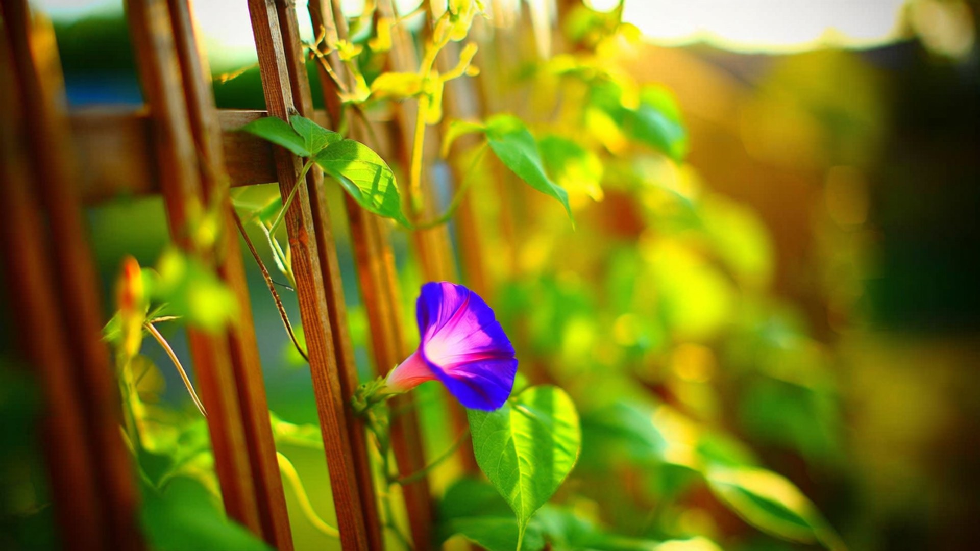 purple trellis, morning glory, wooden fence, Full HD Desktop Wallpaper