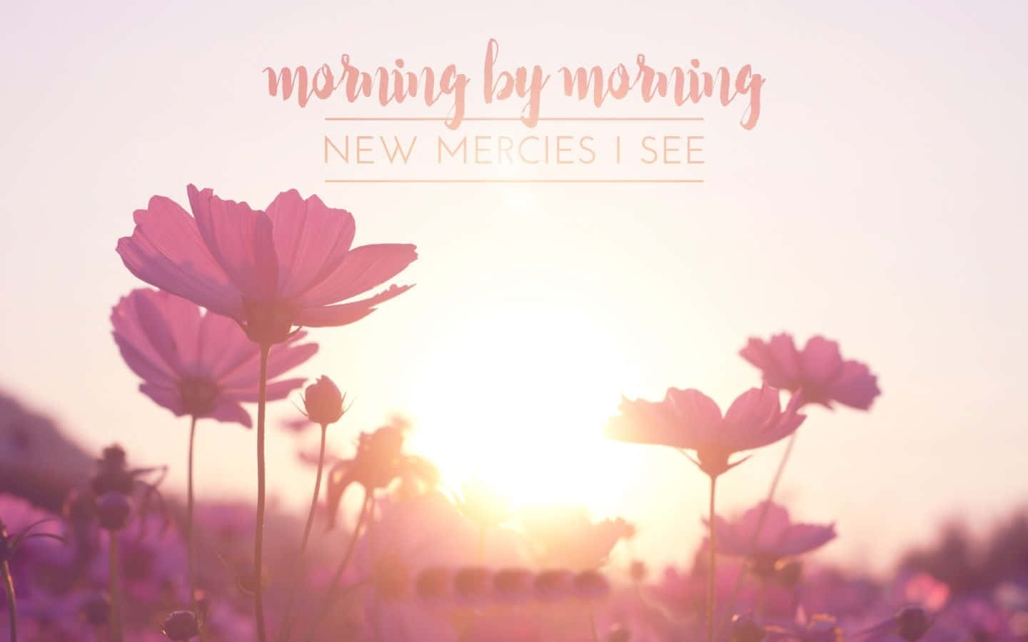 Crosscards Computer, pink cosmos flowers, warm sunrise sky, HD Desktop Wallpaper
