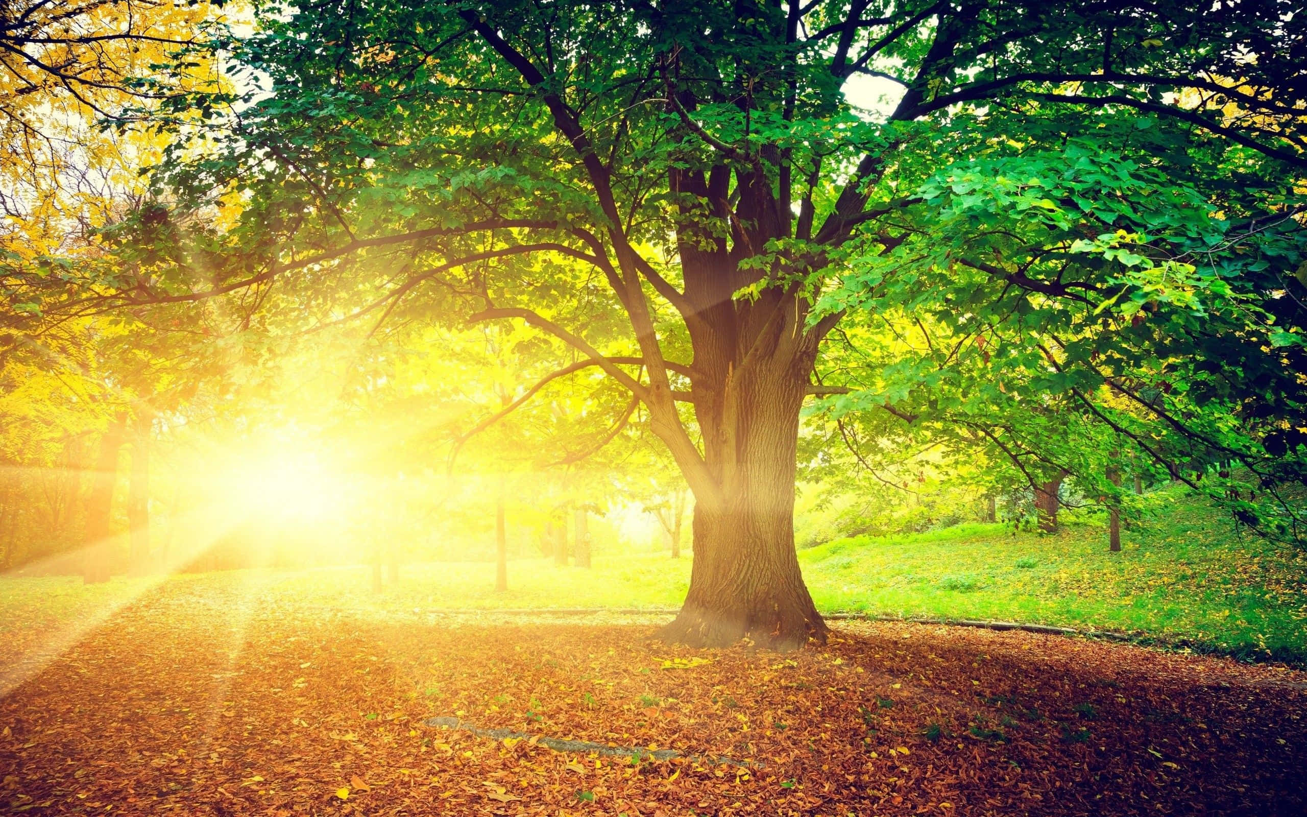 Morning Sunrise, forest, sunlight, 2K Desktop Wallpaper