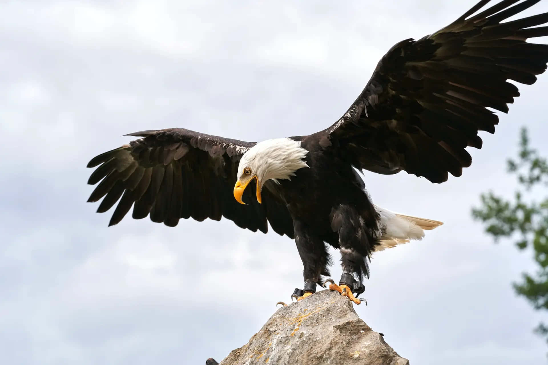 bald eagle, rugged rock, cloudy sky, Full HD Desktop Wallpaper