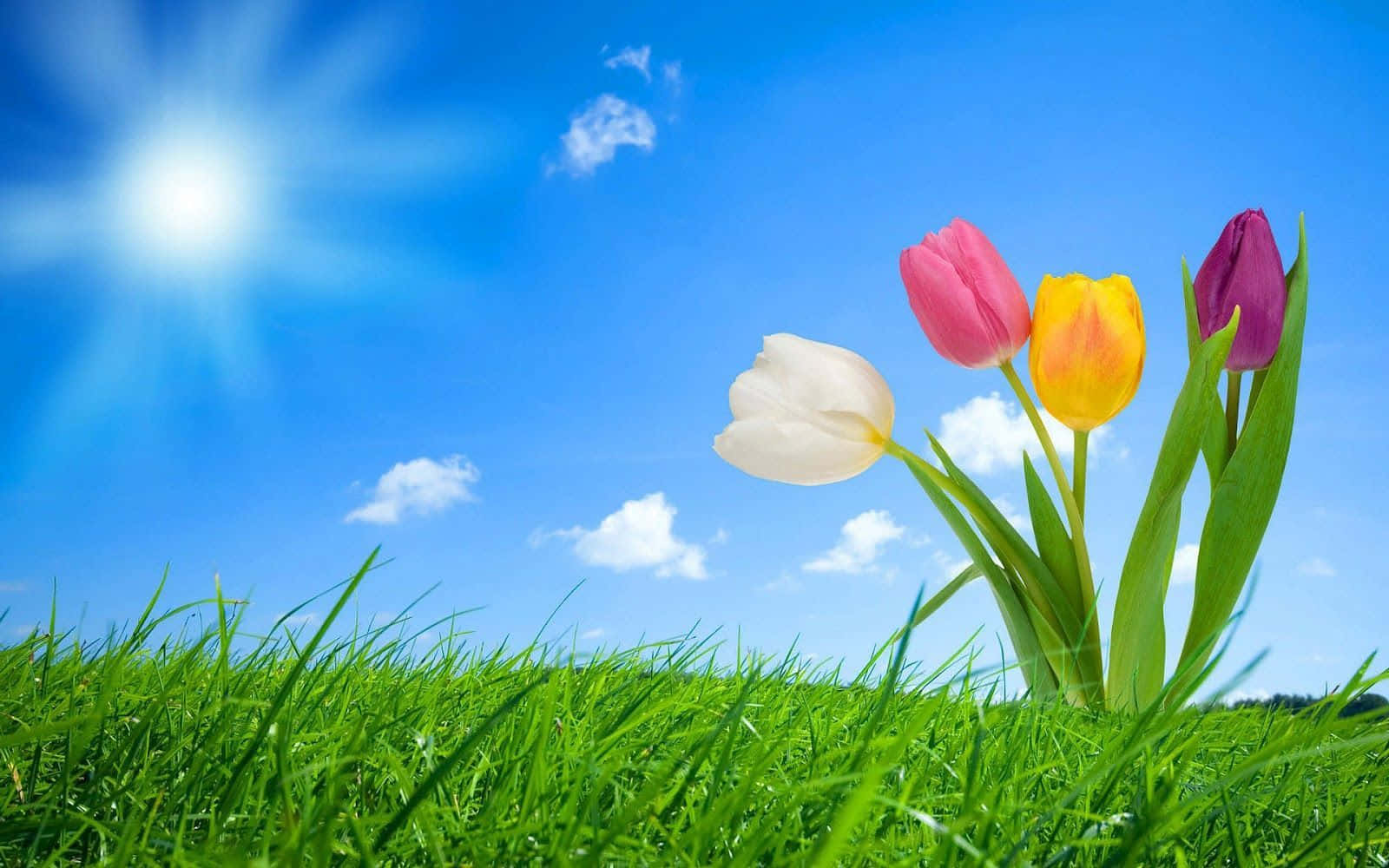 spring sunrise, tulips, pink, HD Desktop Wallpaper