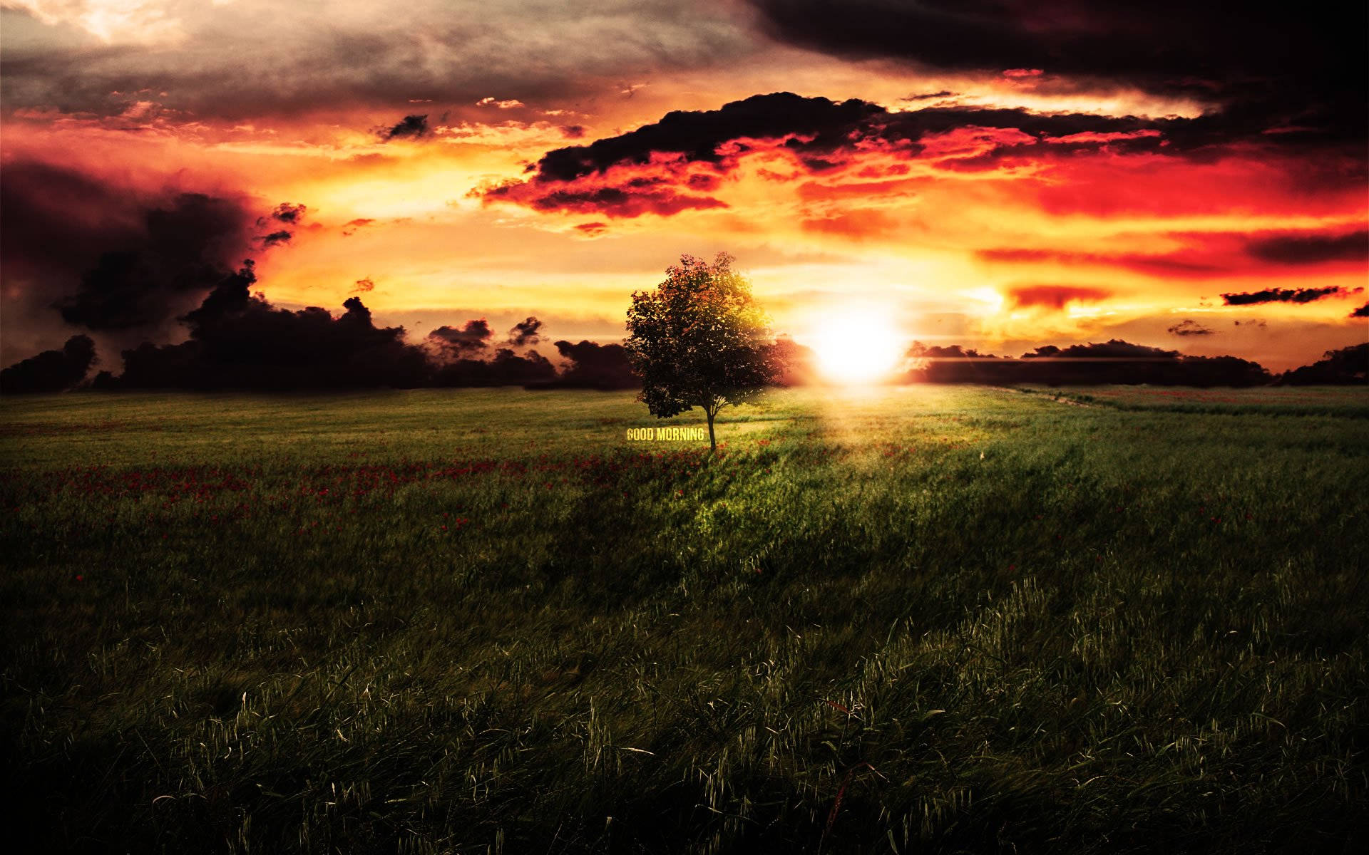 dawn, grassy field, sun rises, Full HD Desktop Wallpaper