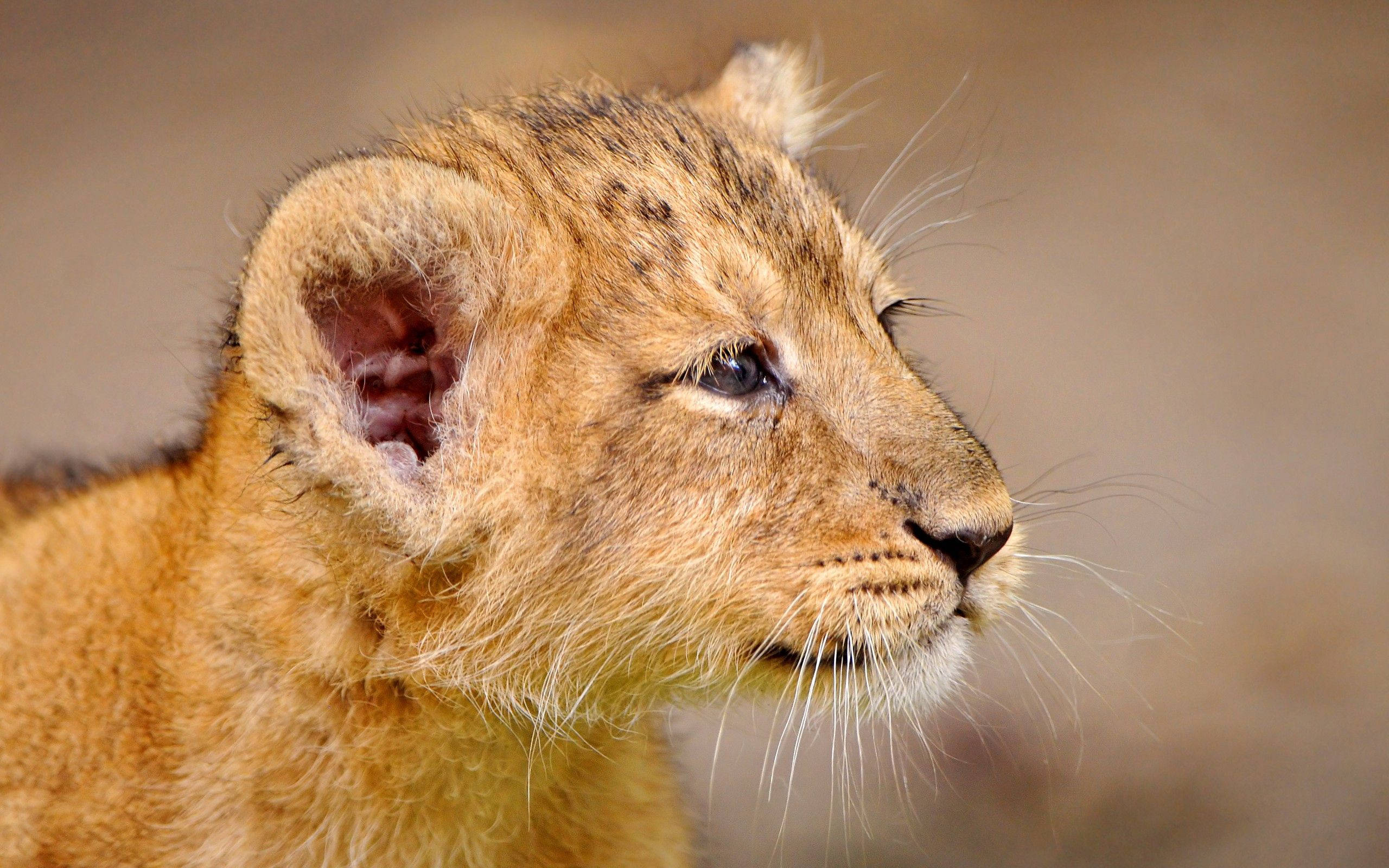 young lion cub, soft golden fur, curious eyes, 2K Desktop Wallpaper