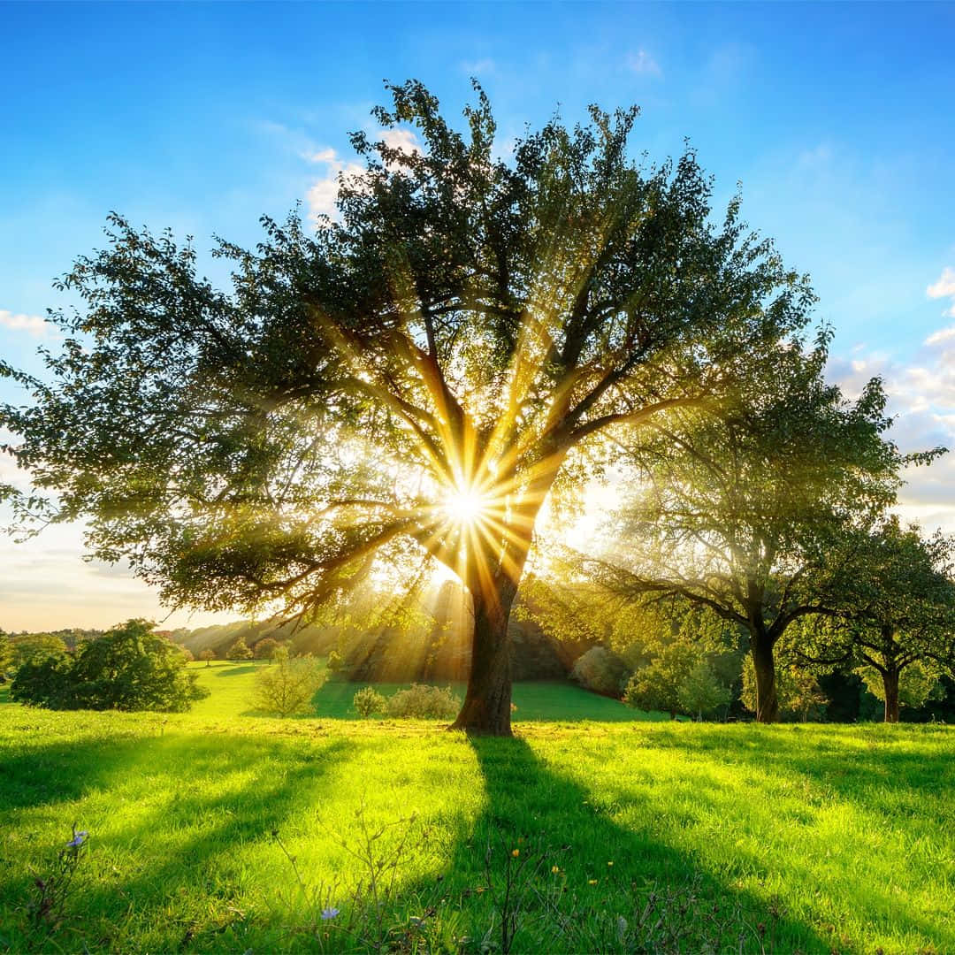 sunburst, tree, canopy, SD Desktop Wallpaper