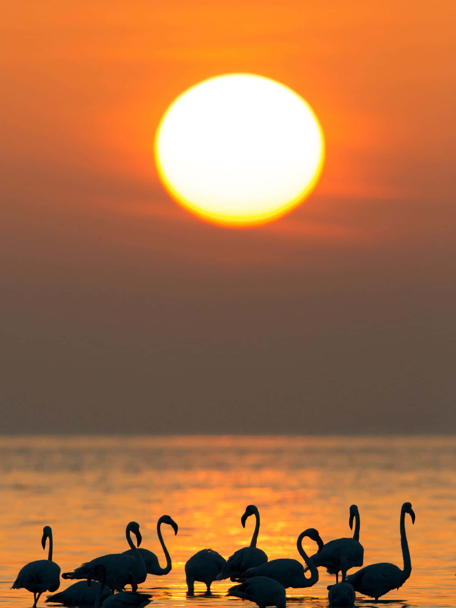 flamingos, calm water, giant orange sun, Full HD Phone Wallpaper