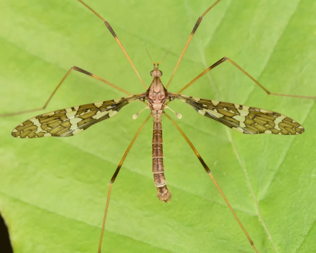 Mosquito