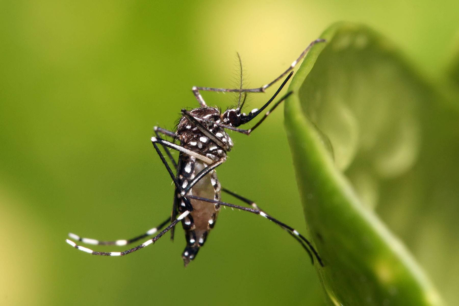 mosquito, black and white striped, green leaf, HD Desktop Wallpaper