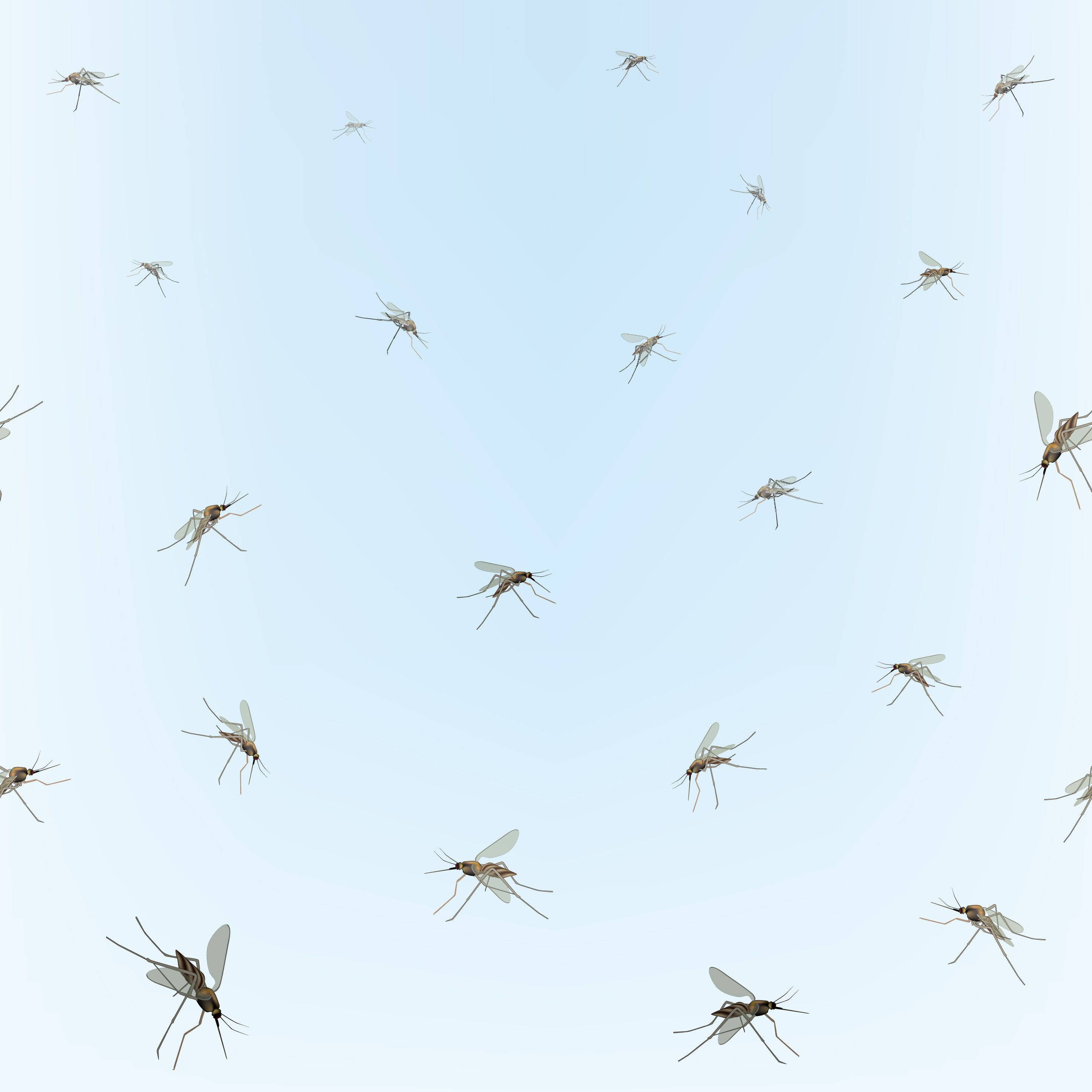 mosquitos, blue background, pale blue sky, 2K Desktop Wallpaper