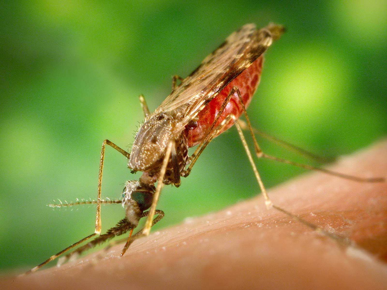female marsh mosquito, human skin, blurred green background, HD Desktop Wallpaper