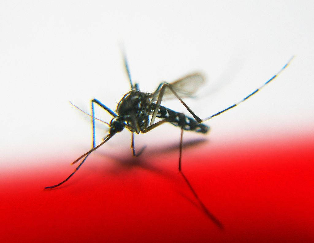 mosquito, black and white striped legs, vivid red surface, SD Desktop Wallpaper