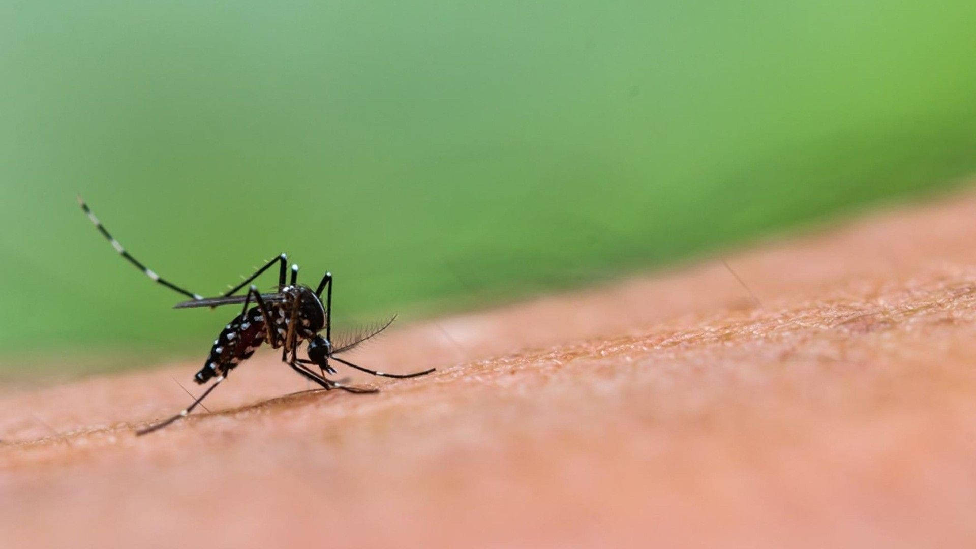 male Asian Tiger Mosquito, mosquito, human skin, Full HD Desktop Wallpaper