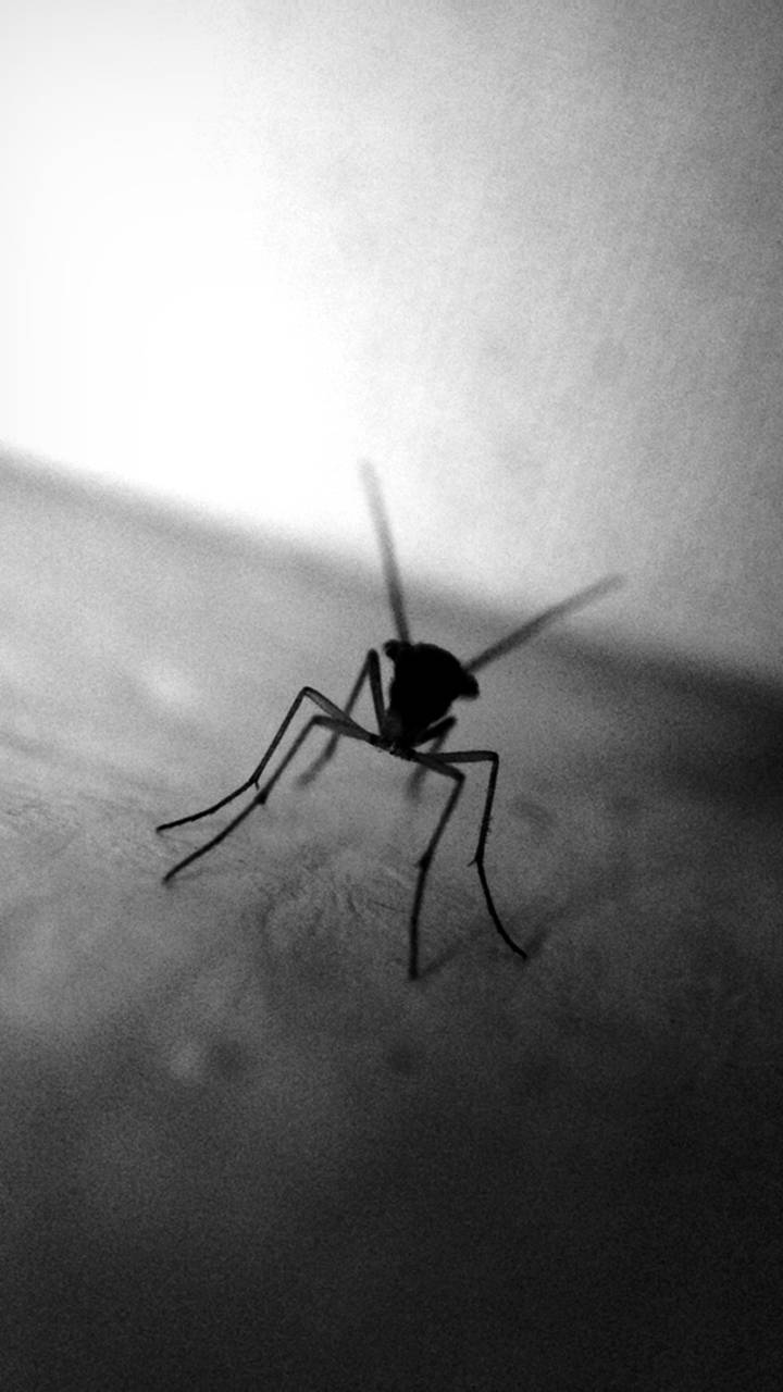 mosquito, silhouette, black and white, HD Phone Wallpaper