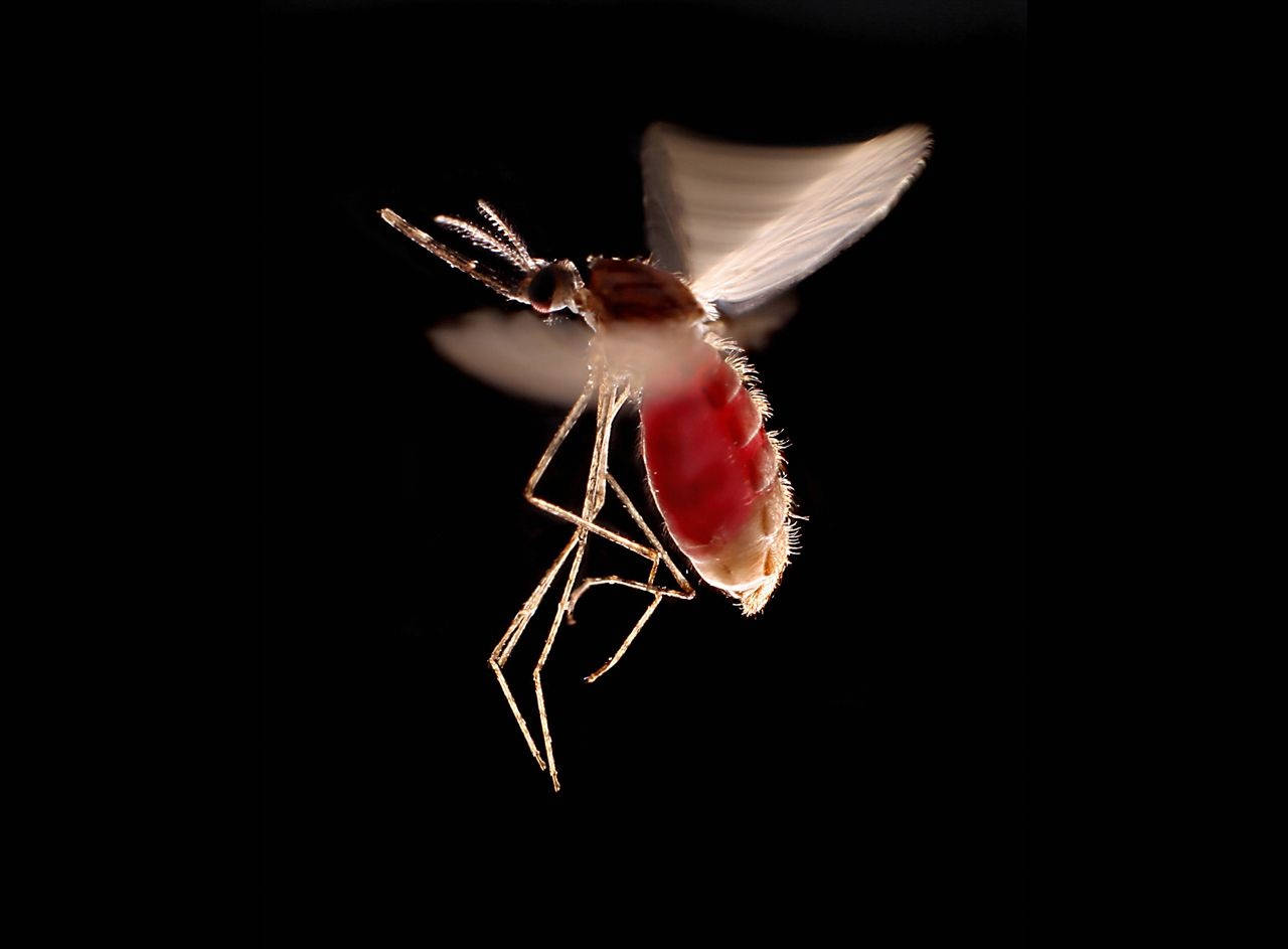 mosquito, in flight, black background, HD Desktop Wallpaper