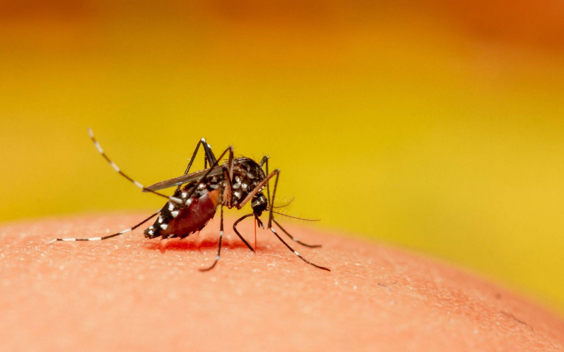mosquito, blood, human skin, Full HD Desktop Wallpaper