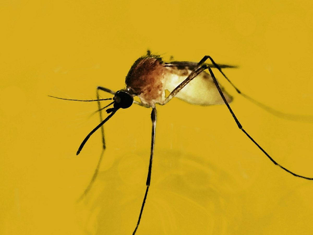 mosquito, yellow background, detailed wings, SD Desktop Wallpaper