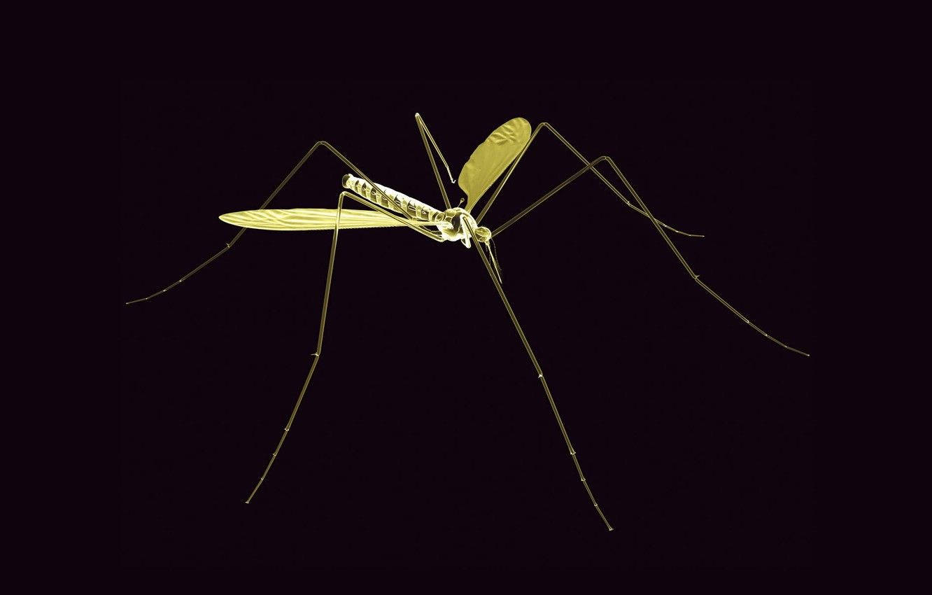 thin green mosquito, glowing golden mosquito, intricate wing veins, HD Desktop Wallpaper