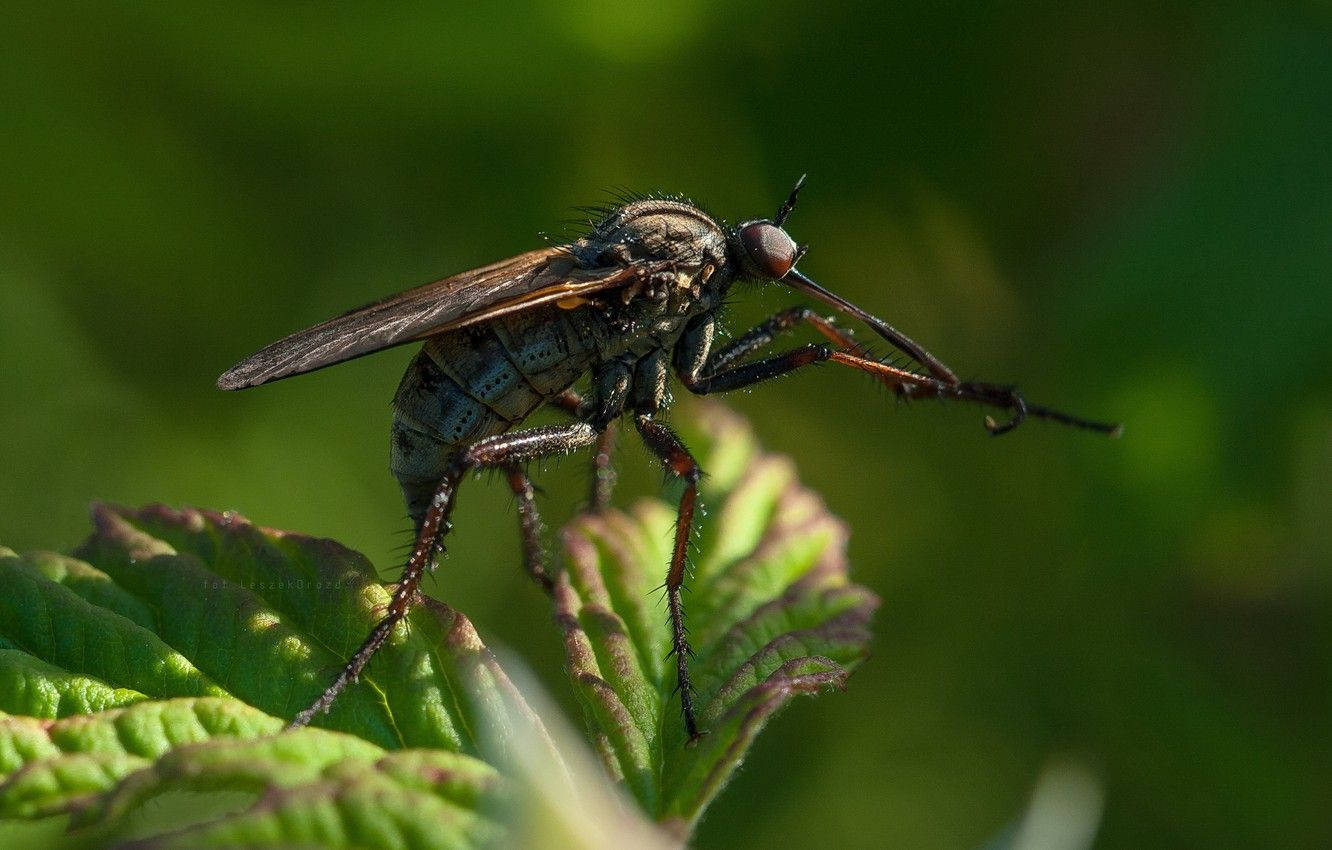 green mosquito, vibrant green leaf, dark-winged fly, HD Desktop Wallpaper
