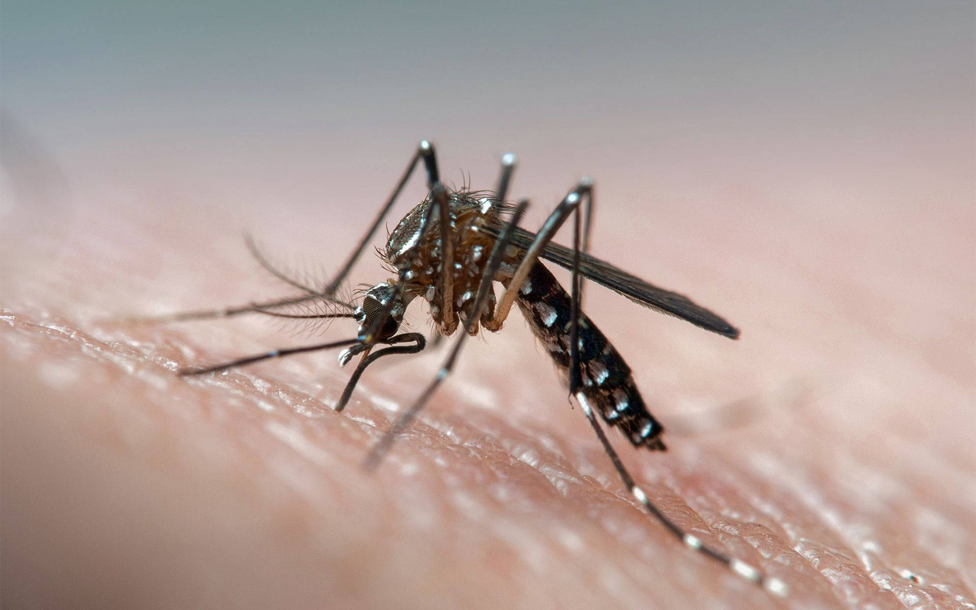 Common Male Mosquito, macro photograph, mid-bite, Full HD Desktop Wallpaper