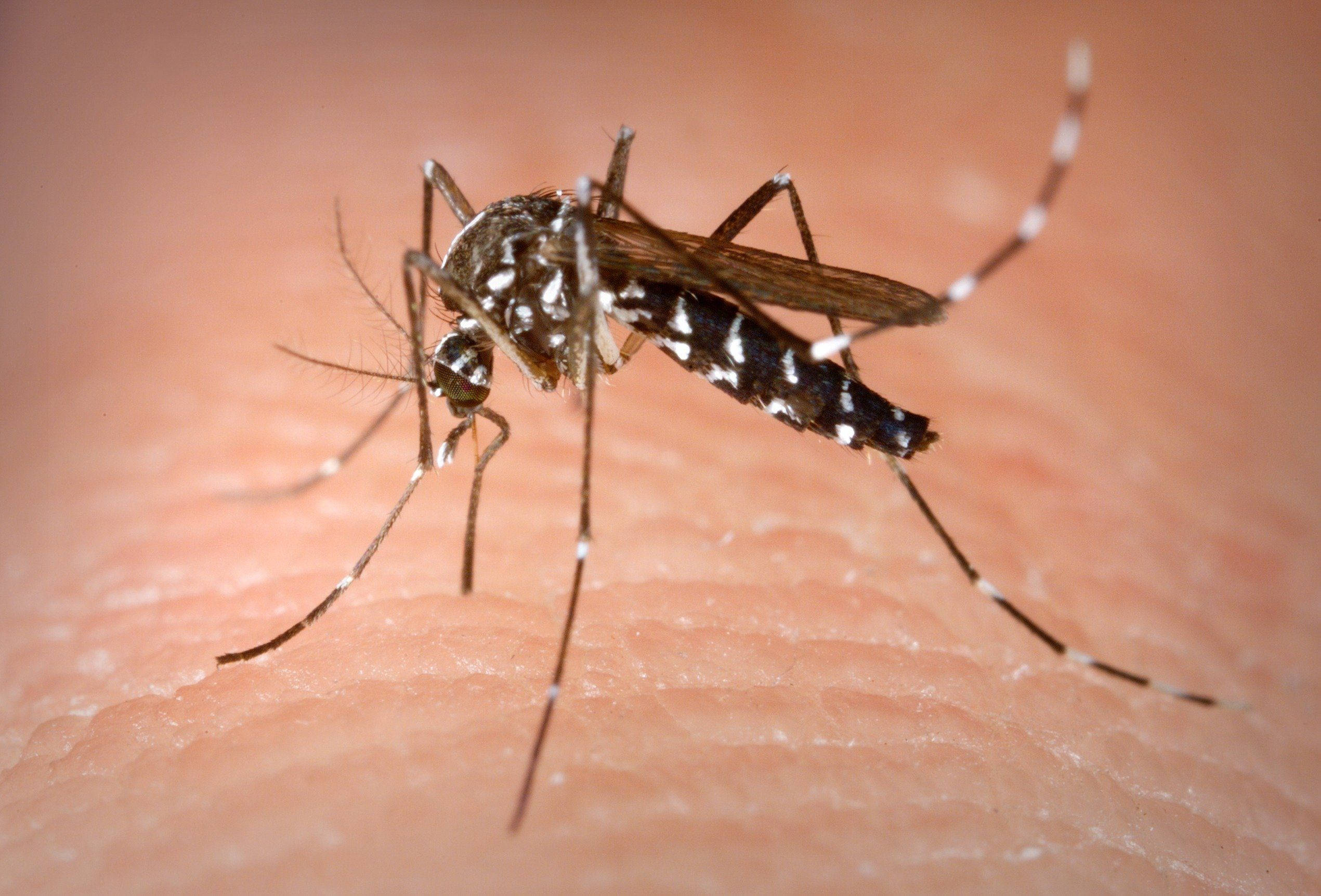mosquito, black, white stripes, Full HD Desktop Wallpaper