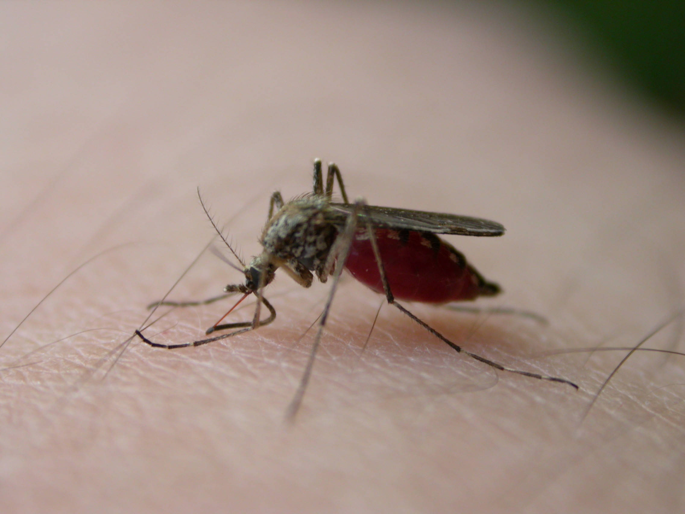 female mosquito, feeding on blood, human skin, Full HD Desktop Wallpaper