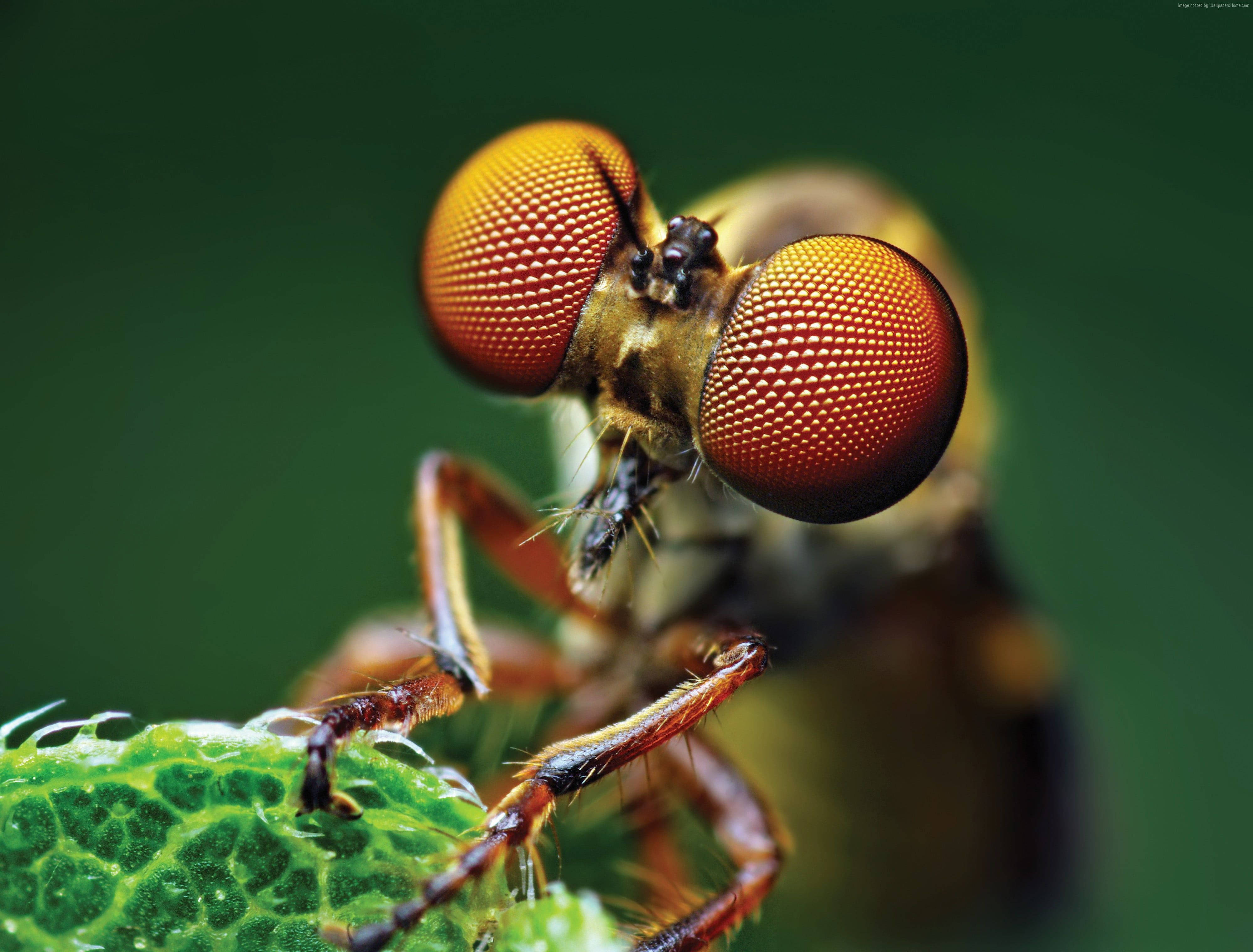 mosquito, compound eyes, red, 4K Desktop Wallpaper