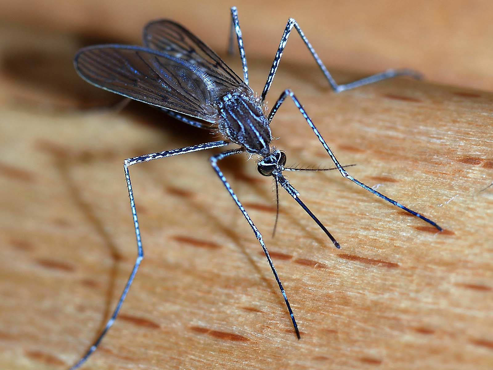 long legged mosquito, striped legs, textured wooden surface, HD Desktop Wallpaper