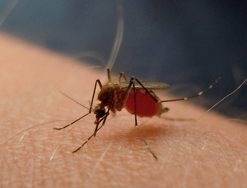 mosquito, human arm, red abdomen, SD Desktop Wallpaper
