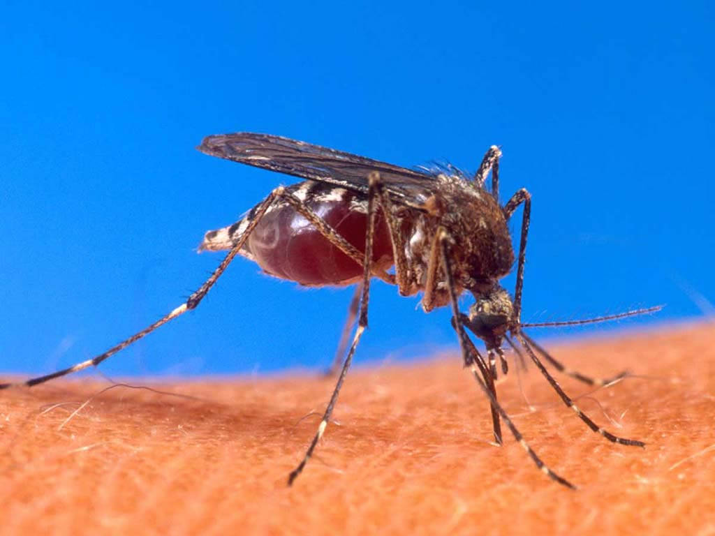 mosquito, human skin, vivid blue background, SD Desktop Wallpaper