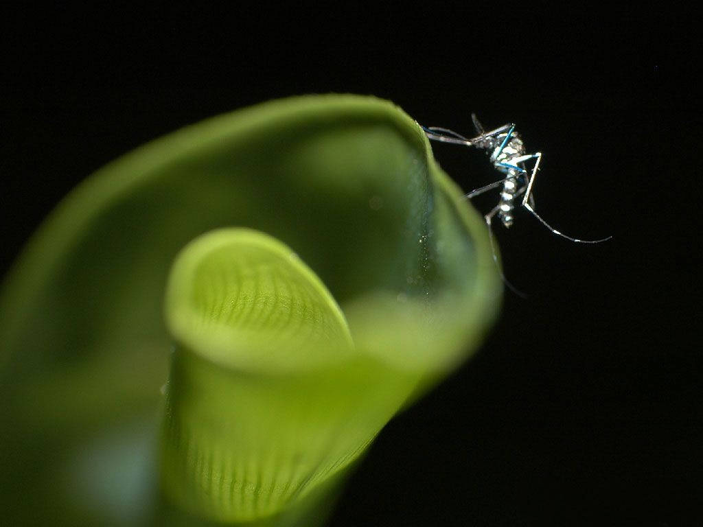 mosquito, curly leaf, vibrant green plant, SD Desktop Wallpaper