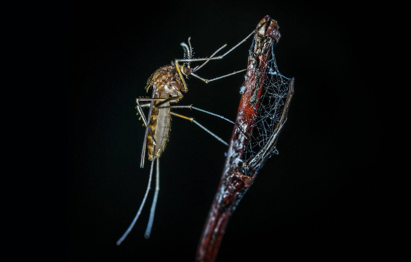 mosquito, twig, spiderweb, HD Desktop Wallpaper