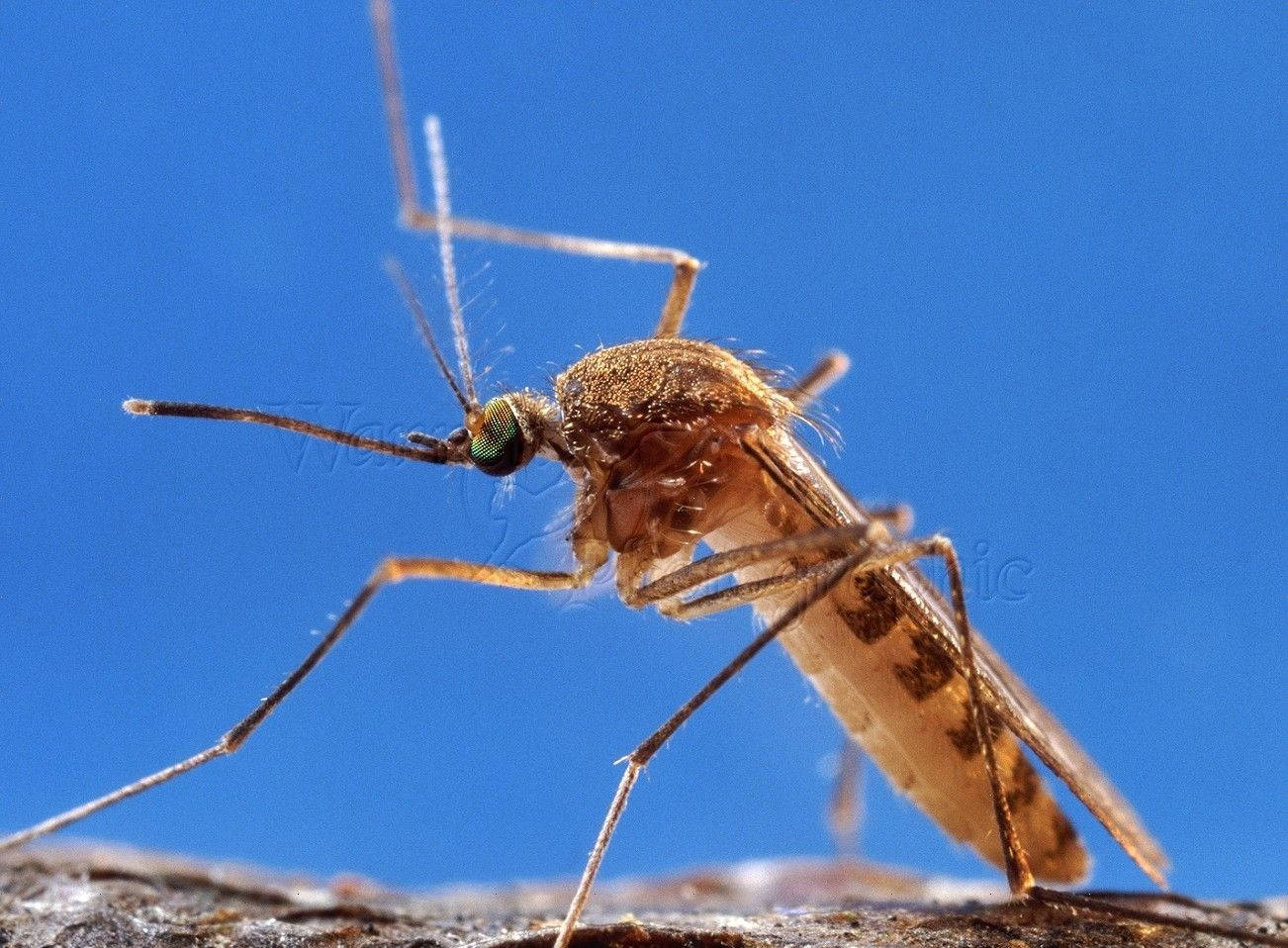 mosquito, rough bark, vivid blue sky, HD Desktop Wallpaper
