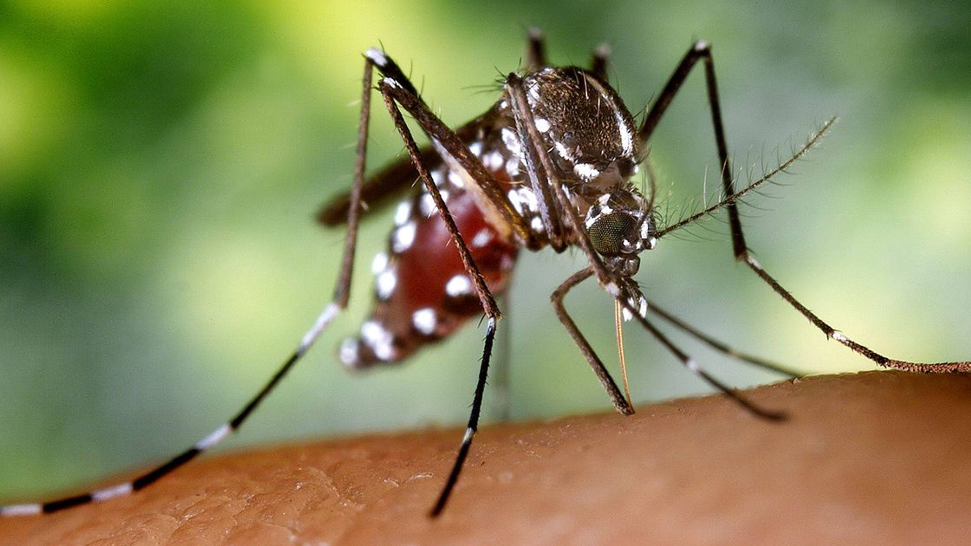 female mosquito, red abdomen, full of blood, 4K Desktop Wallpaper