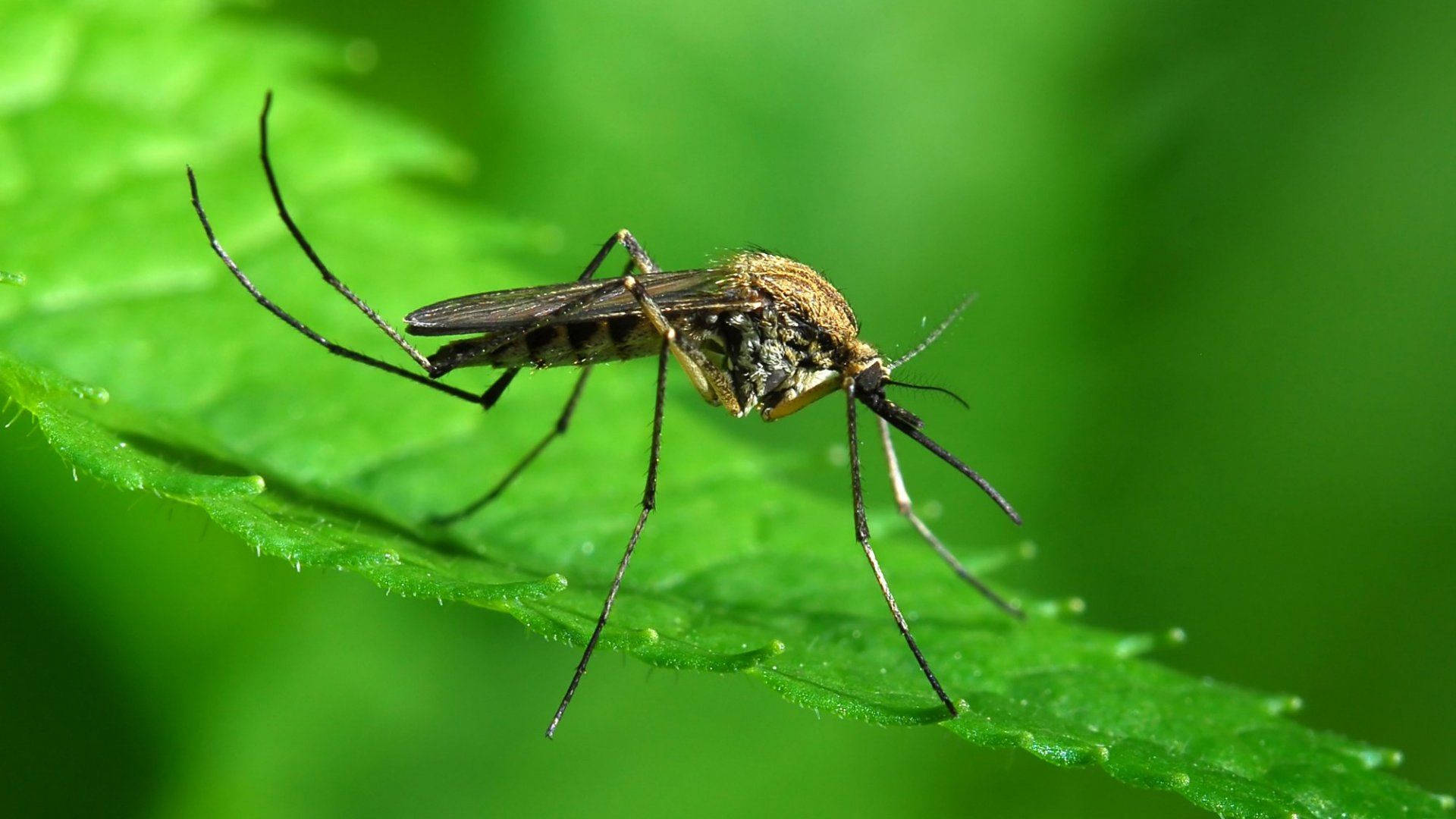 mosquito, mint leaf, vibrant green, Full HD Desktop Wallpaper