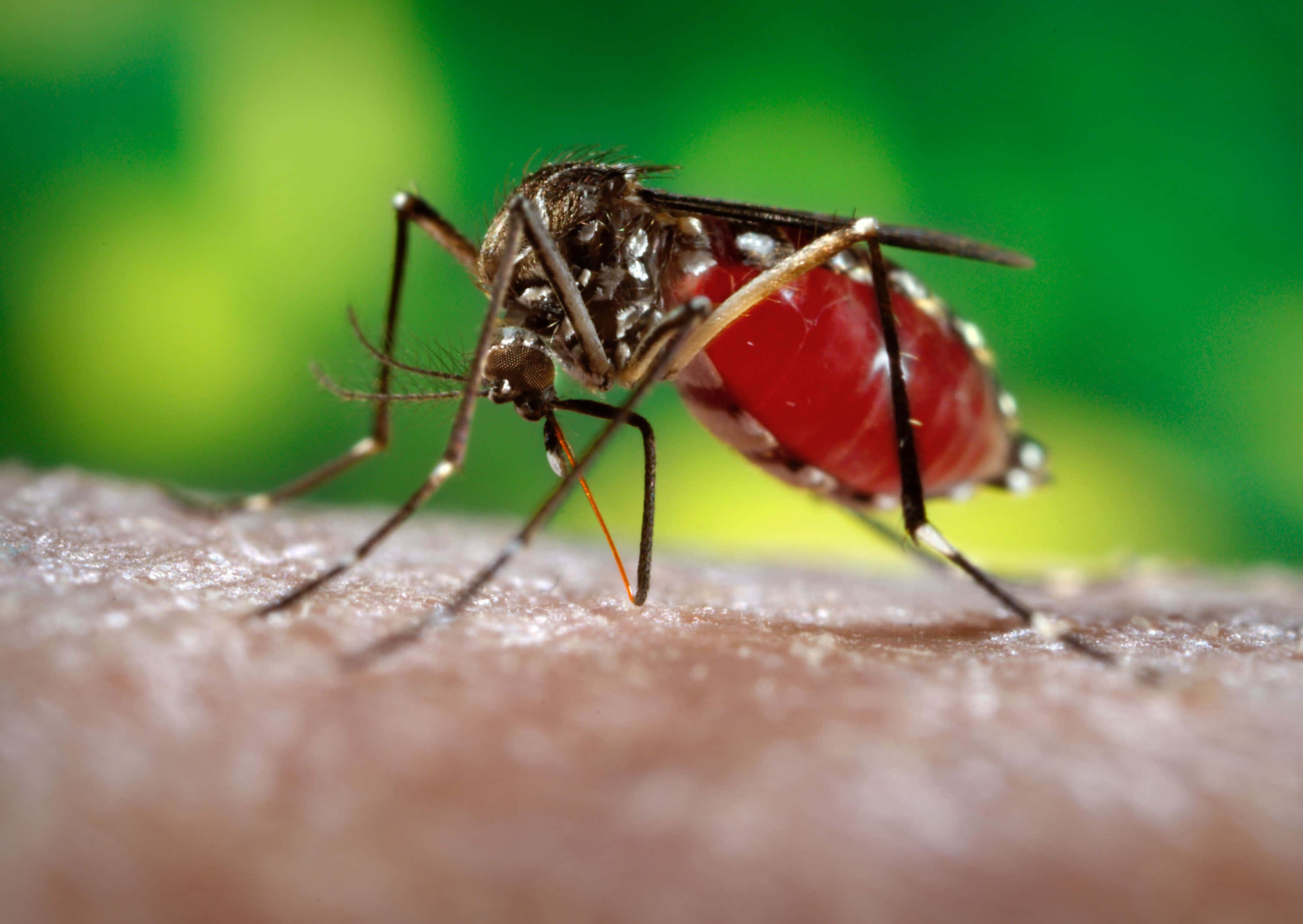 mosquito, feeding on human skin, swollen red abdomen, 2K Desktop Wallpaper
